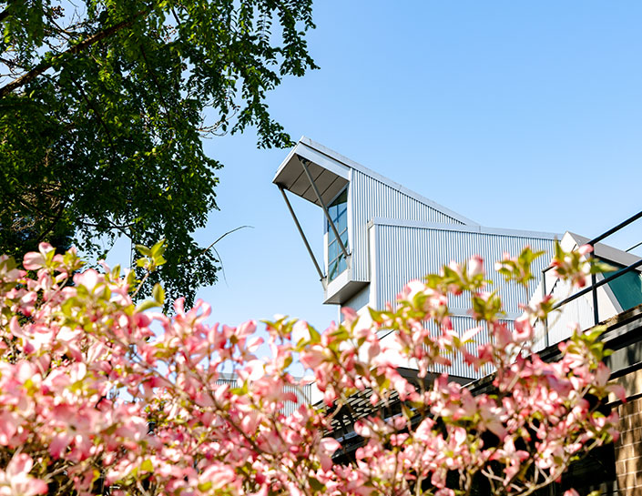 Langley Campus pink flowers